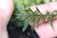 Trichomanes strictum