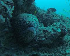 Gymnothorax favagineus
