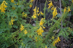 Corydalis speciosa