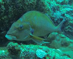 Chirodactylus jessicalenorum