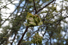 Dichrostachys
