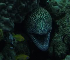 Gymnothorax favagineus