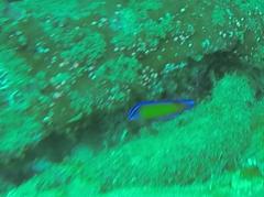 Pseudochromis dutoiti