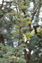 Dichrostachys