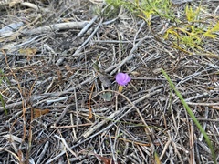Oxalis eckloniana-nidulans
