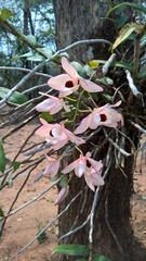 Dendrobium pulchellum