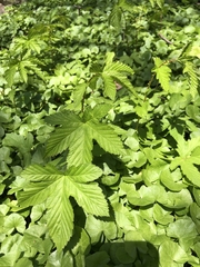 Filipendula rubra