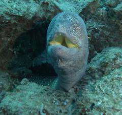Gymnothorax nudivomer