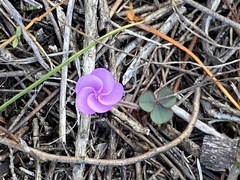 Oxalis eckloniana-nidulans