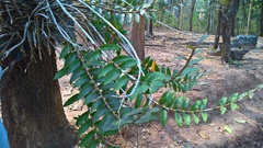 Dendrobium pulchellum