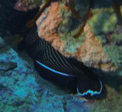 Melichthys indicus