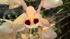 Dendrobium pulchellum