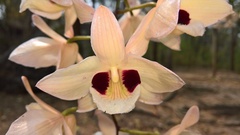 Dendrobium pulchellum
