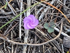 Oxalis eckloniana-nidulans