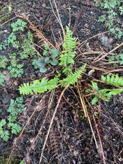 Polystichum munitum