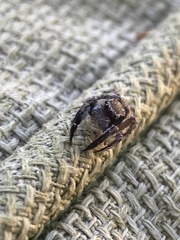 Habronattus hirsutus