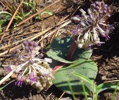 Ledebouria ovatifolia ovatifolia