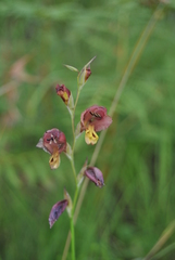 Gladiolus woodii