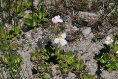 Craterostigma wilmsii