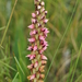 Browning Disa - Photo (c) Charles Hopkins, some rights reserved (CC BY-NC), uploaded by Charles Hopkins