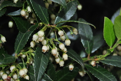Vaccinium exul