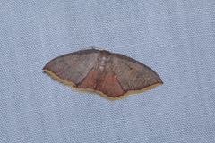 Pseudhyria rubra