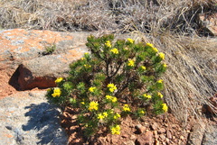 Arrowsmithia tenuifolia