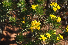 Arrowsmithia tenuifolia