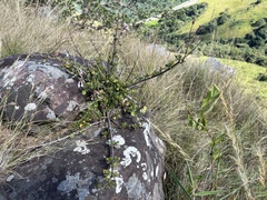 Aeollanthus parvifolius