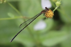 Prodasineura croconota