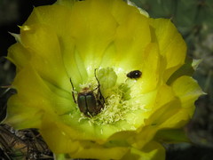 Opuntia huajuapensis