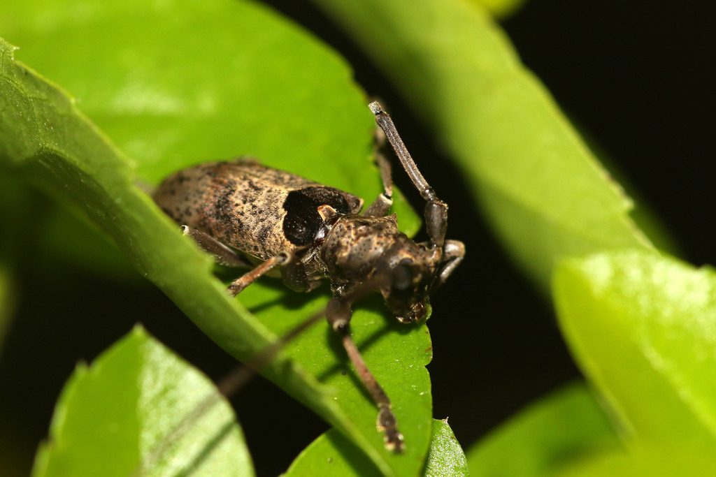 Quasiochamus