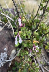 Aeollanthus parvifolius