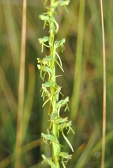 Habenaria filicornis
