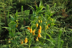 Gloriosa modesta