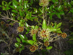 Cephalanthus natalensis