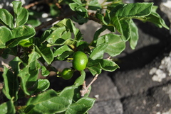 Vangueria macrocalyx