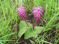 Ledebouria sandersonii