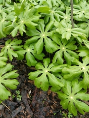 Podophyllum peltatum