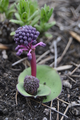 Ledebouria sandersonii