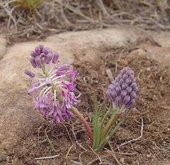 Ledebouria leptophylla