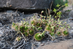 Psammotropha myriantha