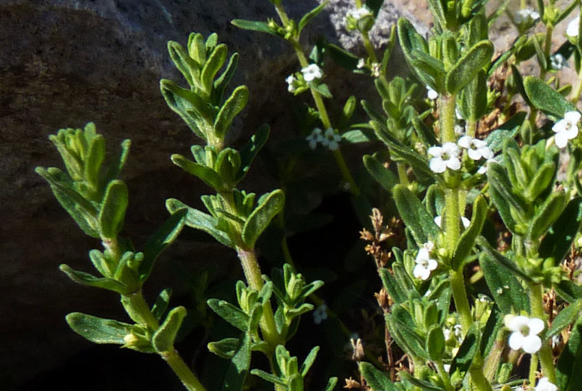 Clinopodium bolivianum