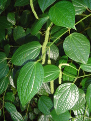 Piper capense capense