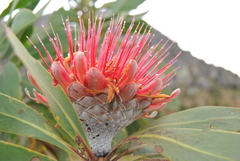 Protea laetans