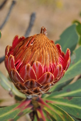 Protea laetans