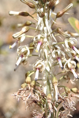 Drimia elata