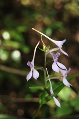 Brownleea coerulea
