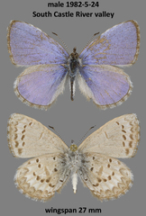 Celastrina asheri