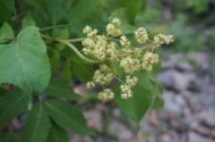 Sambucus williamsii